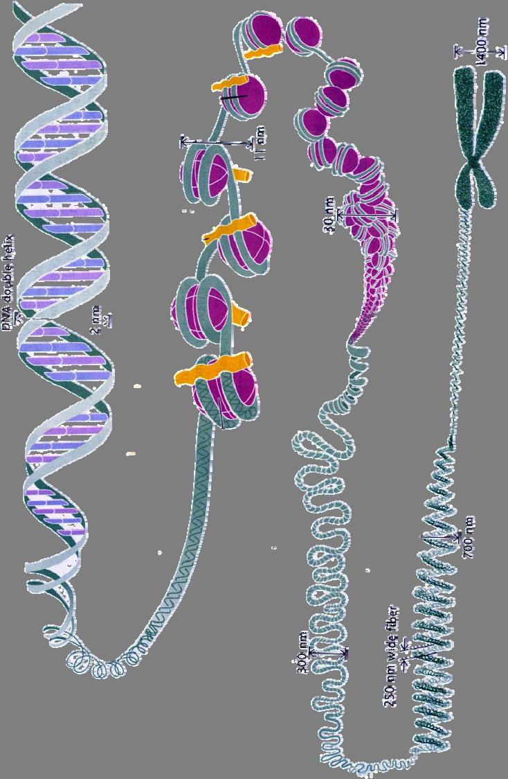 Chromosome structure: coils of coils