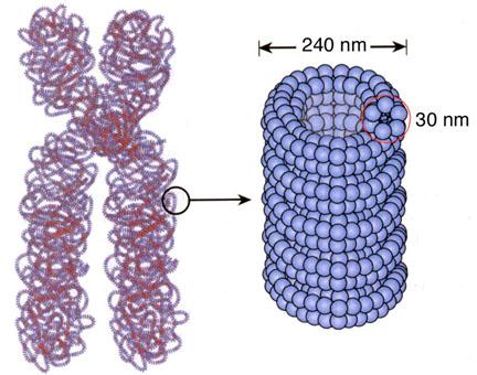 Chromosome structure: coils