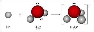 [H + ] [H + ] known as a hydrogen ion or a