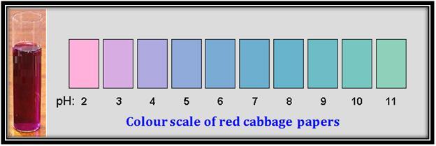 Figure 14 Colour Scale of Red Cabbage Papers ph helps to determine the acidic and basic strength of