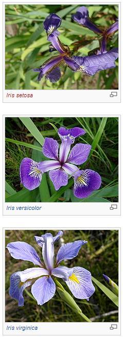 Exemplu 1 Clasificare Iris Recunoasterea
