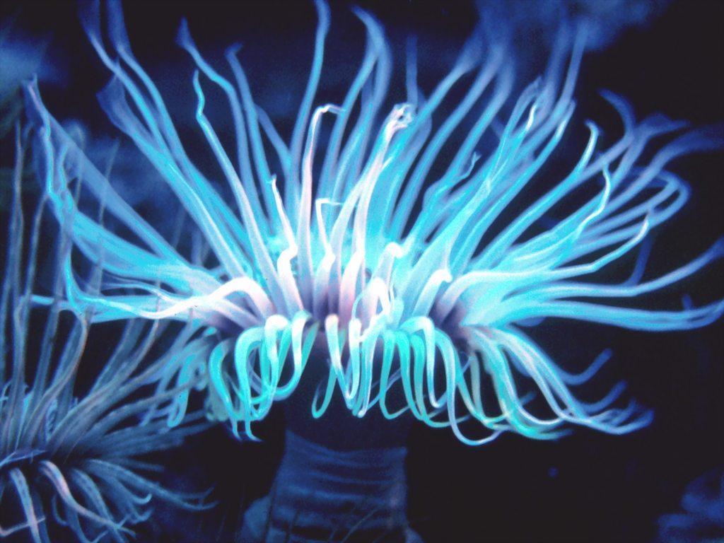 marine anemones.