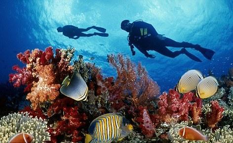 Marine biology is the study of marine organisms, their behaviors and interactions with the environment.