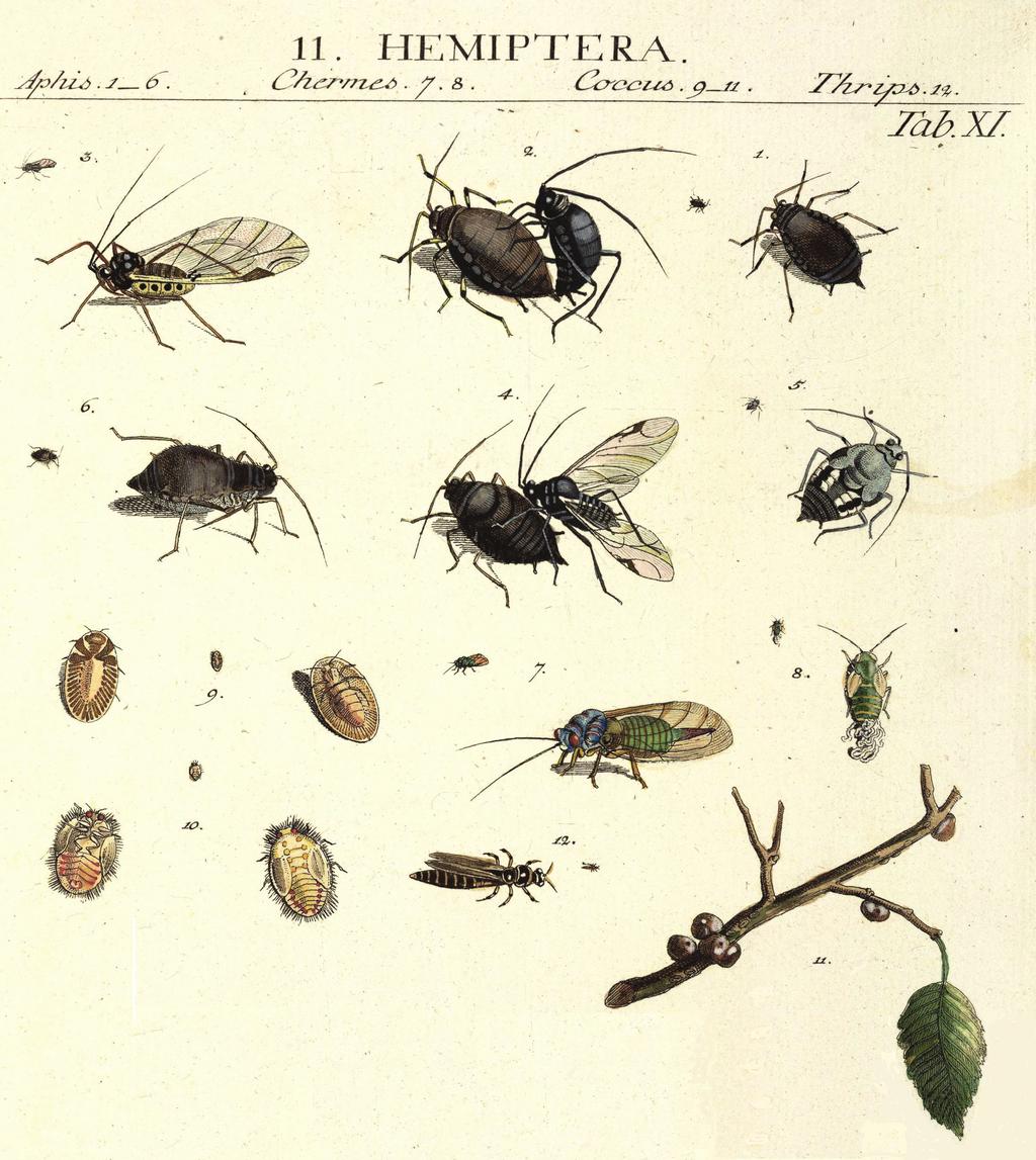 insert9780471489733.qxd 9/7/07 9:05 am Page 1 Some superb early illustrations of aphids and other small insects from Sulzer (1776), Abgekürzte Geschichte der Insecten nach dem Linnaeischen System. 1. (Aphis) Opuli.