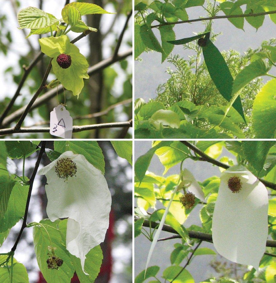 White Bracts of the Dove Tree 5 Ji-Fan Sun and Shuang-Quan Huang Clockwise from upper left: A young inflorescence displays still-green bracts and deep purple immature anthers.