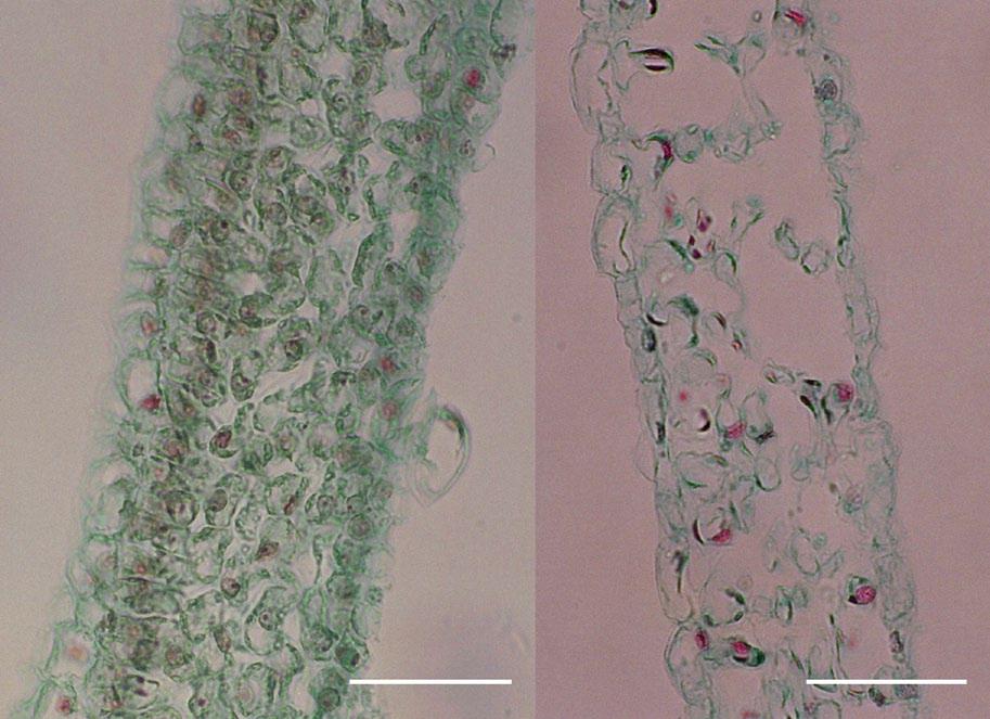White Bracts of the Dove Tree 7 Ji-Fan Sun and Shuang-Quan Huang Cross sections of a green bract (left) and a white bract (right). Mesophyll cells and chloroplasts have degenerated in the white bract.