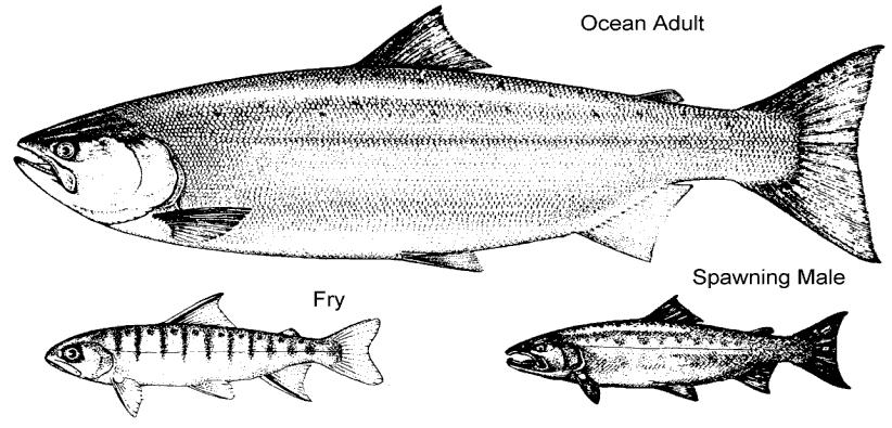 2016 Marine Survival Forecast of Southern British Columbia Coho 2016 MARINE SURVIVAL FORECAST OF SOUTHERN BRITISH COLUMBIA COHO Figure 1: Coho salmon at three life stages: freshwater rearing fry;