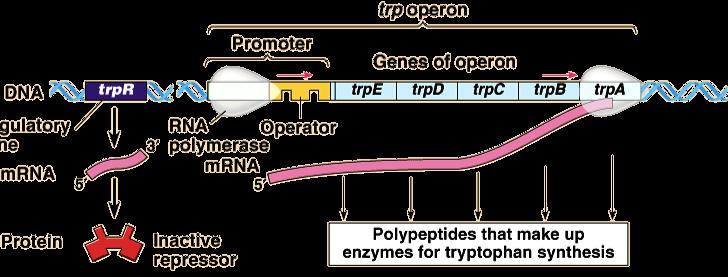 trp operon Structural Genes 5 genes making 5 polypeptides that combine to make 3 enzymes