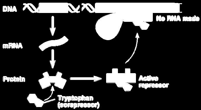Effector: Corepressor When would you want the trp operon to be turned OFF?