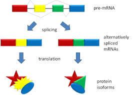 2) Post-Transcriptional Regulation i) Alternative splicing of pre-mrna molecule Produces