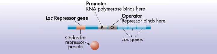 Promoters and Operators On one side of the operon s three genes are two regulatory regions.