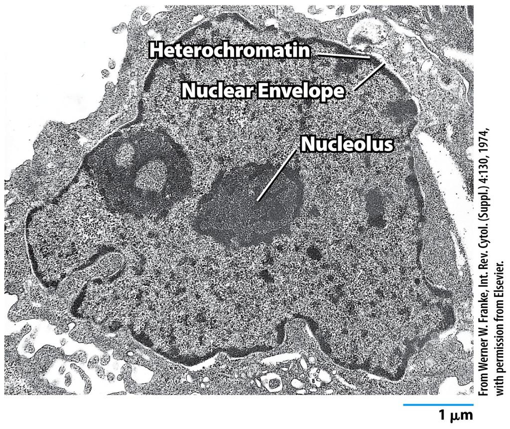 Control of Gene Expression in Eukaryotes Structure and Function of the Cell Nucleus The cell nucleus.