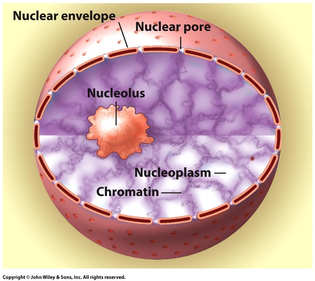 The contents of the nucleus are enclosed by the nuclear envelope.