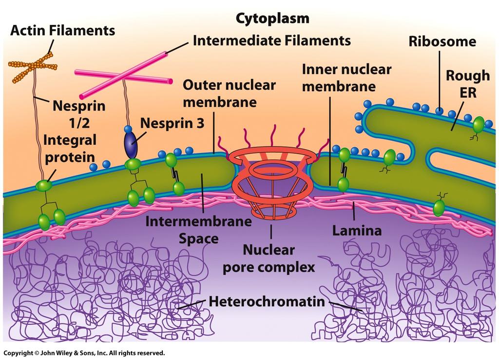 Control of Gene Expression in Eukaryotes: Nuclear Envelope The nuclear envelope is a structure that divides the nucleus