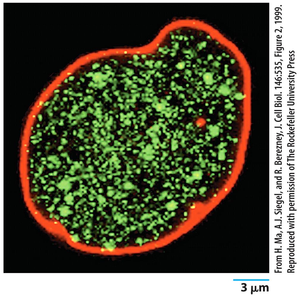 Control of Gene Expression in Eukaryotes Nuclear Pore Complex Nucleus stained for nuclear lamina (R) and nuclear matrix (G) The nuclear lamina Supports the nuclear envelope and it is composed of