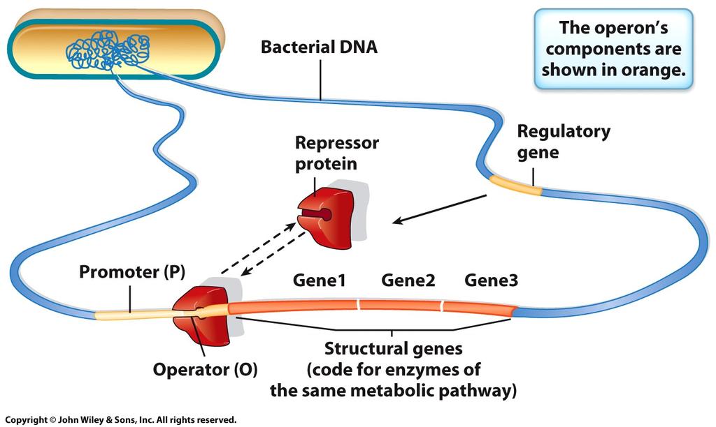Control of Gene Expression in Bacteria The Bacterial Operon Organiza(on of a bacterial operon.