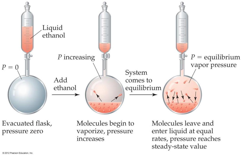 Vapor Pressure The liquid and vapor reach a state of : liquid