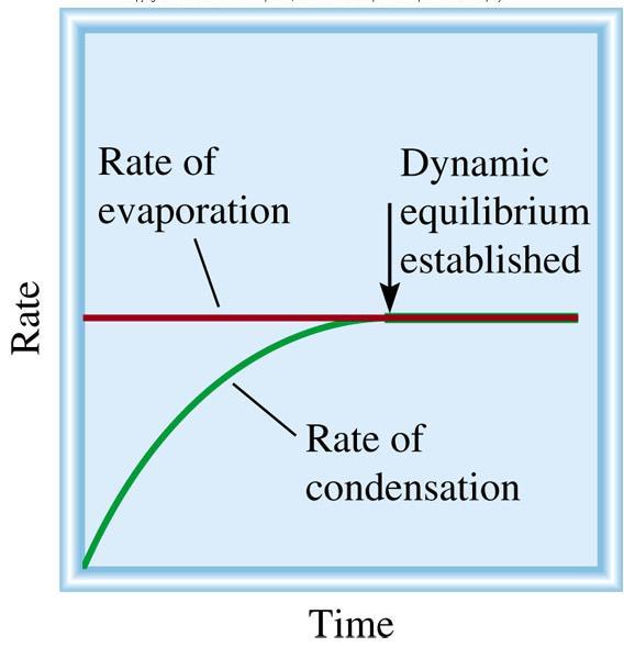 Vapor Pressure The equilibrium vapor pressure is the vapor pressure measured when a dynamic equilibrium exists between condensation and evaporation Maximum vapor pressure of a liquid at a