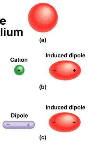 Intermolecular Forces Dispersion Forces Occur via INDUCED dipoles in which the separation of + & - charges in the atom or nonpolar molecule is due to the proximity of an ion