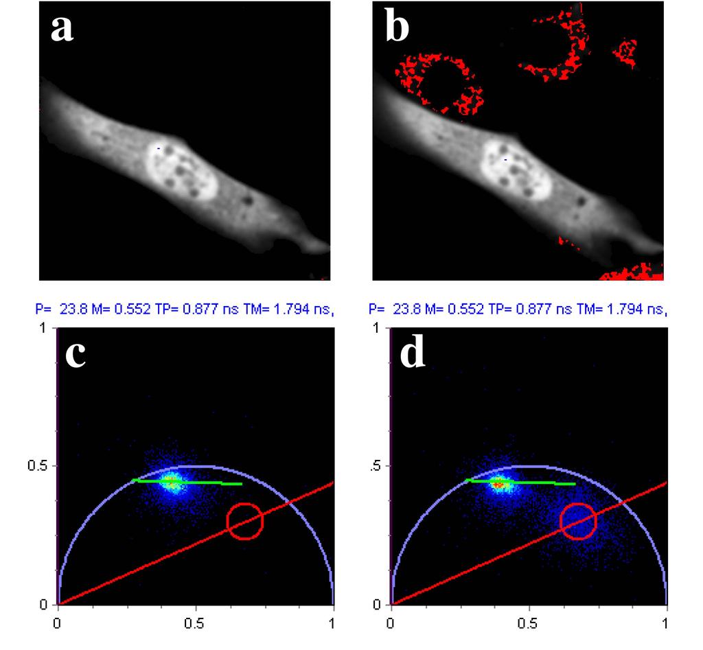 Electronic Supplementary Material (ESI) for Chemical Communications Fig. S A resting cell expressing EGFP is imaged by TPE at 800 nm (a) and 740 nm (b).