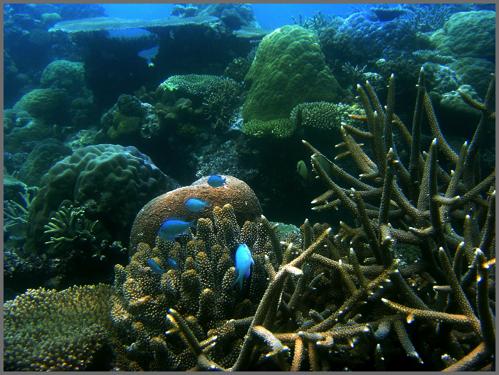 Name Coral bleaching and climate change Featured scientist: Carly Kenkel from The University of Texas at Austin Research Background: Corals are animals that build