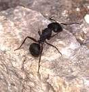 What IS an Arthropod? Arthropod is derived from two Greek/Latin root words--- arthro- meaning jointed.