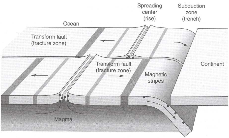 ) Plate Tectonics Schematic Magma rises to form new ocean crust at the oceanic spreading center along the mid-ocean ridge (MOR), which exhibits
