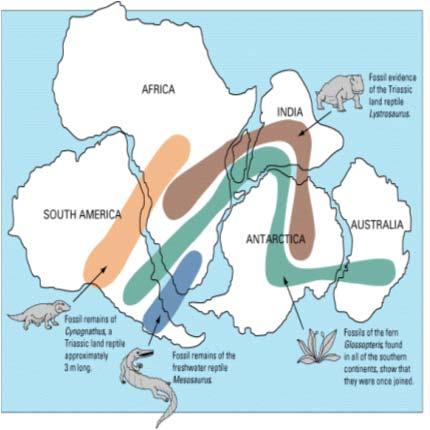 fauna in Gondwana (cold climate), tropical flora in Laurasia 7) diversity of species (increases towards Equator = drifting N-S controls the