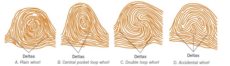 Whorl Patterns Plain Whorl Central Pocket Loop Whorl Double Loop Whorl Accidental Whorl An imaginary line