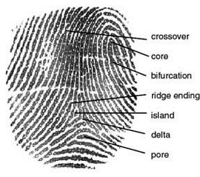 Minutiae unique ridge patterns Fingerprint Identification 150 individual ridge