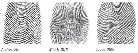 3 General Fingerprint Patterns Arches (5%) Ridges enter from one side & leave from the other with a rise in the center.