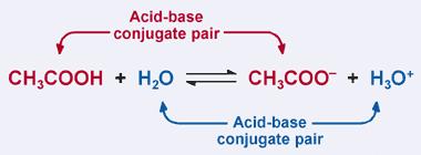 CONJUGATE ACIDS AND BASES From the Latin word conjugare, meaning to join together. Reactions between acids and bases always yield their conjugate bases and conjugate acids.