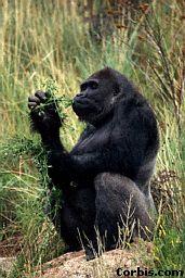 Orangutan Gorilla