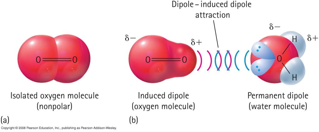 Some non-polar molecules can be distorted Dipole-Induced into
