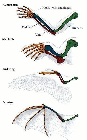 3. The illustration shows homologous structures among a human arm, a seal forelimb, a bird wing, and a bat wing. Explain how the structures are evidence of evolution.
