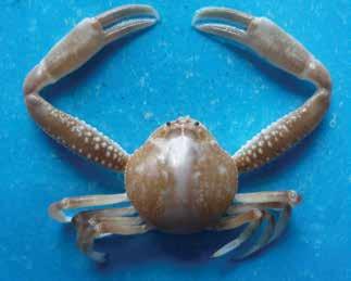 Nair (1978) recorded the single hermit crab species of genus Diogenes viz. Fig. 6.