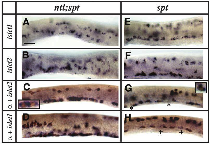 898 Development 131 (4) Research article Fig. 4. Mutants that lack paraxial mesoderm form hybrid PMNs. (A-D) Lateral views of ntl;spt mutant trunks. (E-H) Lateral views of spt mutant trunks.
