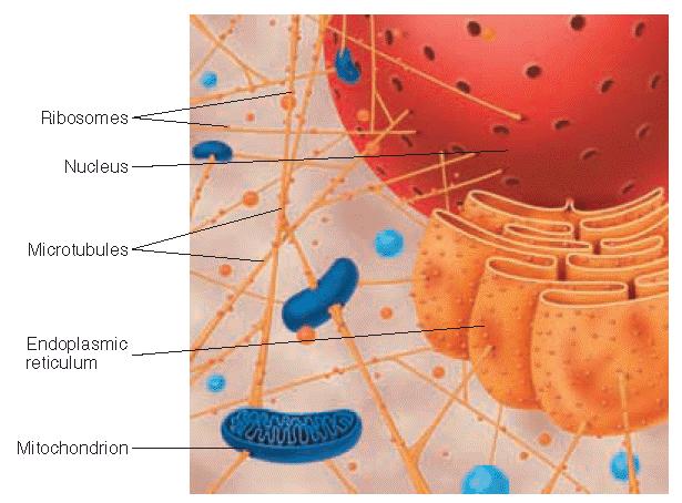Eukaryotic Cells The cytoskeleton provides the interior framework of a cell. There are three basic kinds of cytoskeletal fibers. 1. Microfilaments: long slender filaments made of the protein actin 2.
