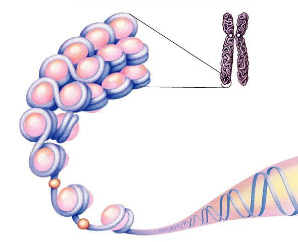 macromolecules to pass through histone protein chromosome What kind of