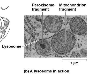 Lysosomes lyso = breaking things apart some = body