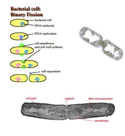 Mitochondria divide by splitting