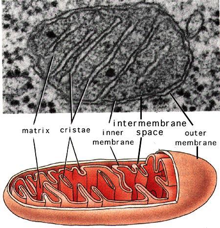 Mitochondria Almost all eukaryotic cells have mitochondria there may be 1 very large mitochondrion or 100s to 1000s of individual mitochondria number of mitochondria is