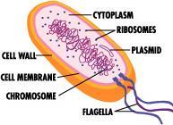 Mitochondria & chloroplasts are different Organelles not part of endomembrane system Grow & reproduce semi-autonomous organelles Proteins primarily from free ribosomes in cytosol & a few from their