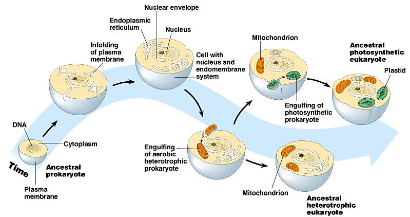 Endosymbiosis theory