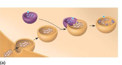 phagocytosis, fuse with lysosomes