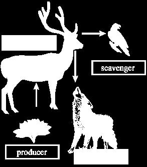Ravens will increase; plants and deer will decrease. C.