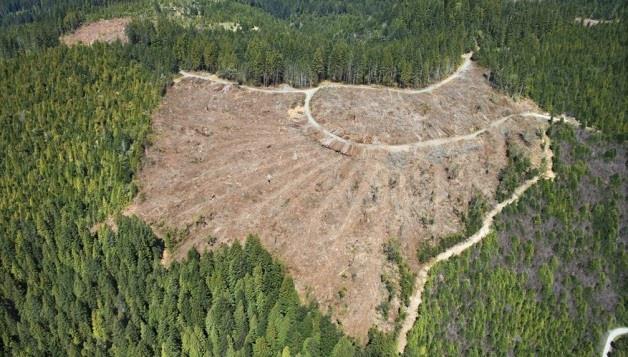 What are the impacts of deforestation?