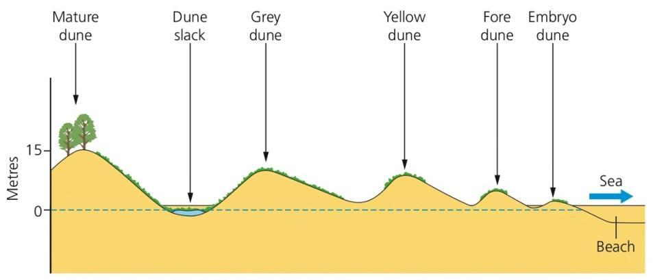 Sand dunes Explain the formation of sand dunes from embryo dunes to dune slacks.