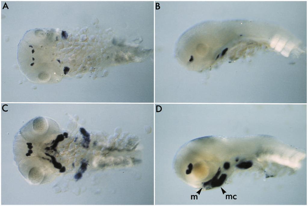 848 S. Schulte-Merker and others Fig. 4. Late phase of gsc expression in the larval head.