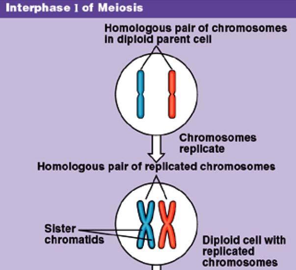Meiosis an overview Interphase 1